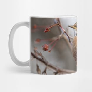 American Robin Mug